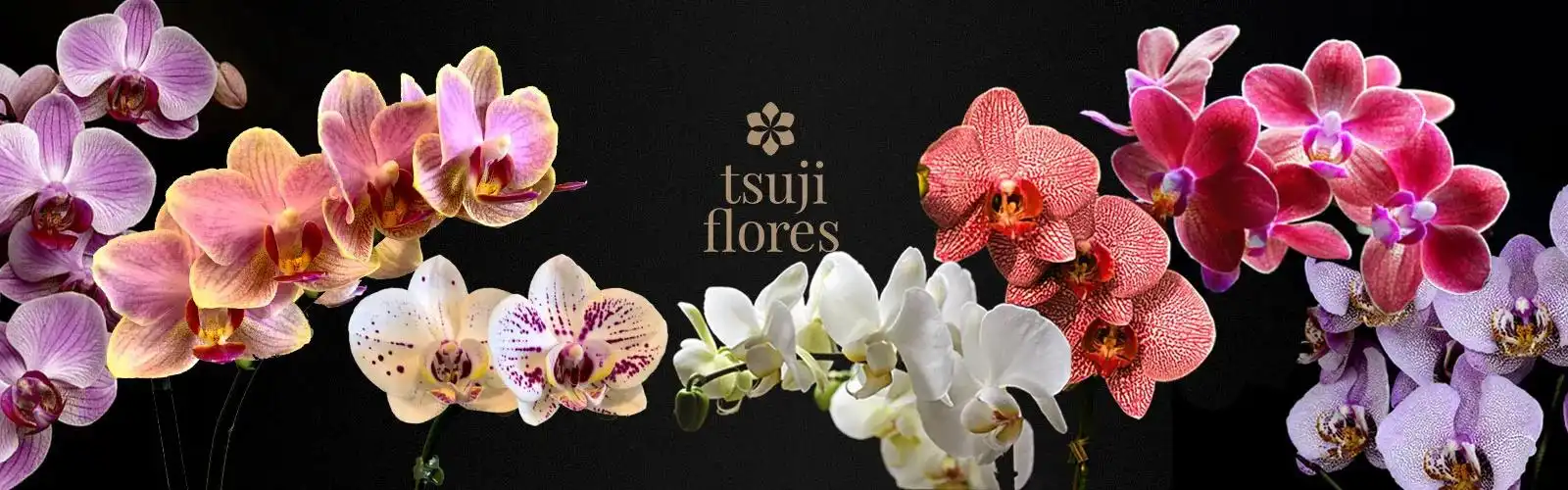 Tsuji Flores