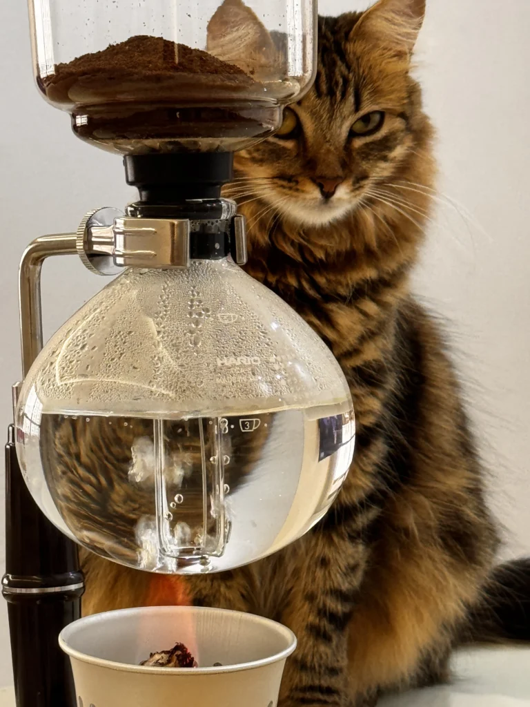 Foto de uma cafeteria Syphon com um gato atrás